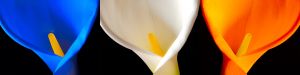 wkl 10 Wilhelm Kleinoder   Calla